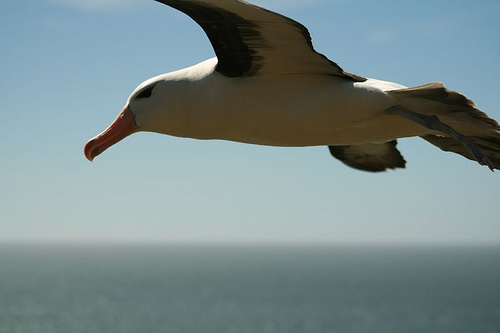Albatross consultant Albatross consultant