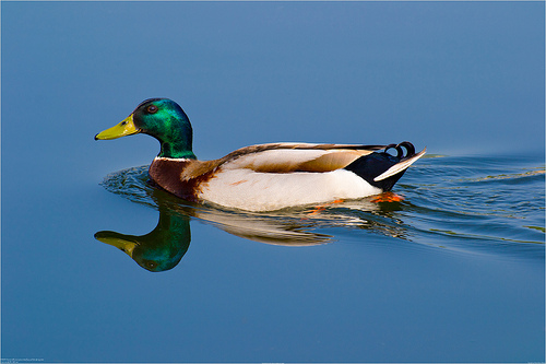 Duck consultant Duck consultant